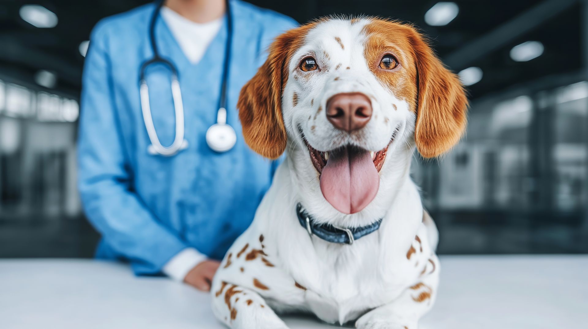 The dog sits happily on the vet exam table, cared for by a professional in blue scrubs.