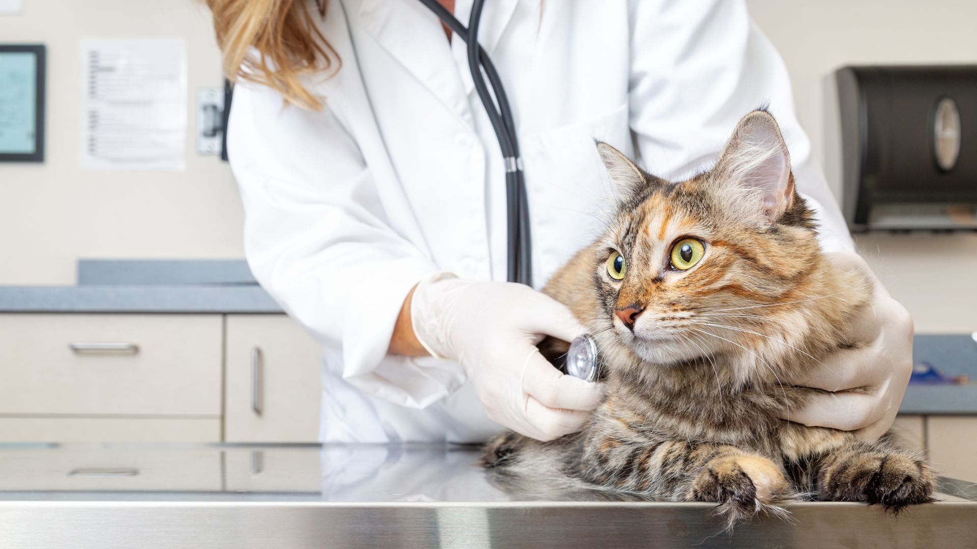 A vet is examining a cat. A vet is examining a cat.