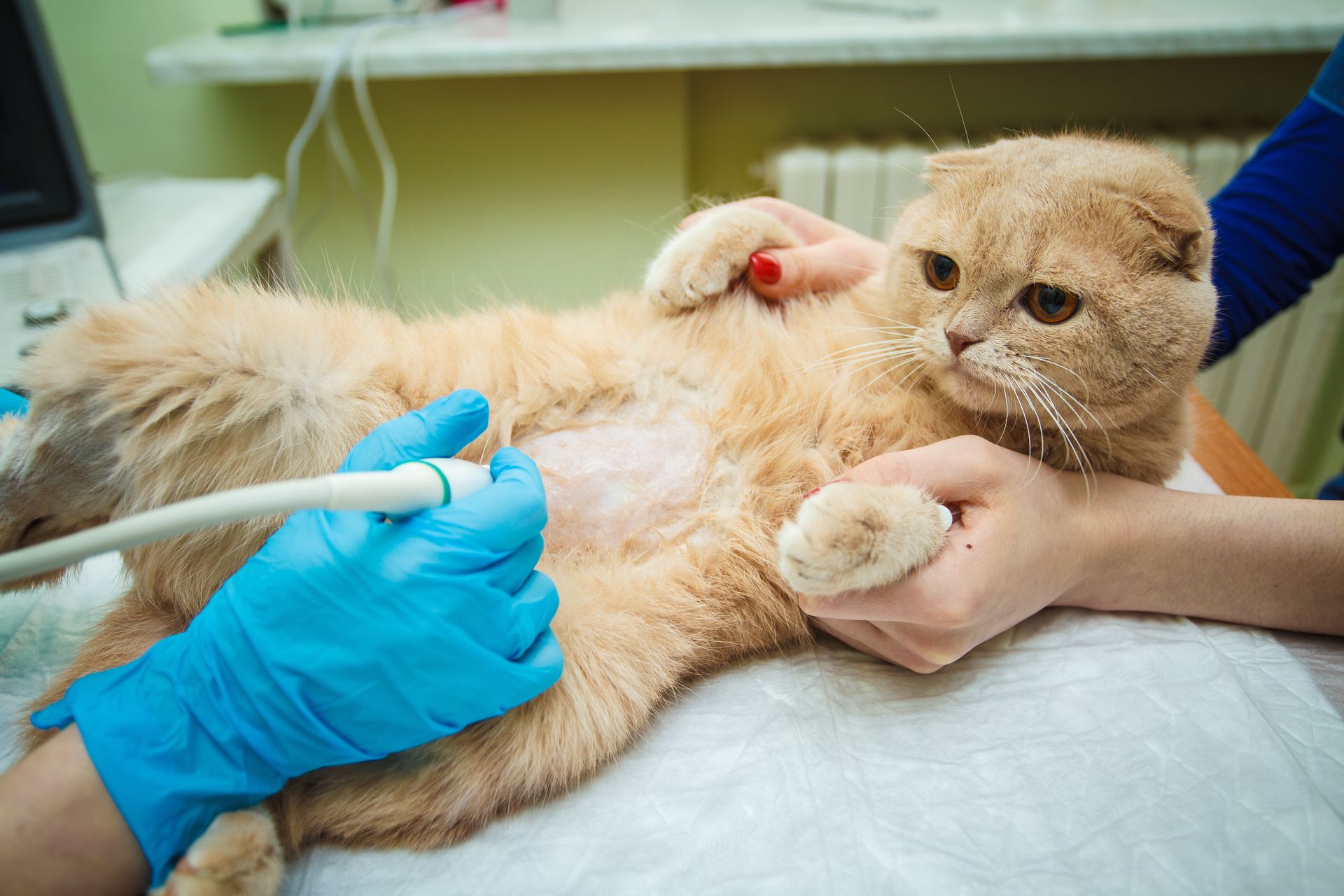 Veterinarian performing an ultrasound on a cat