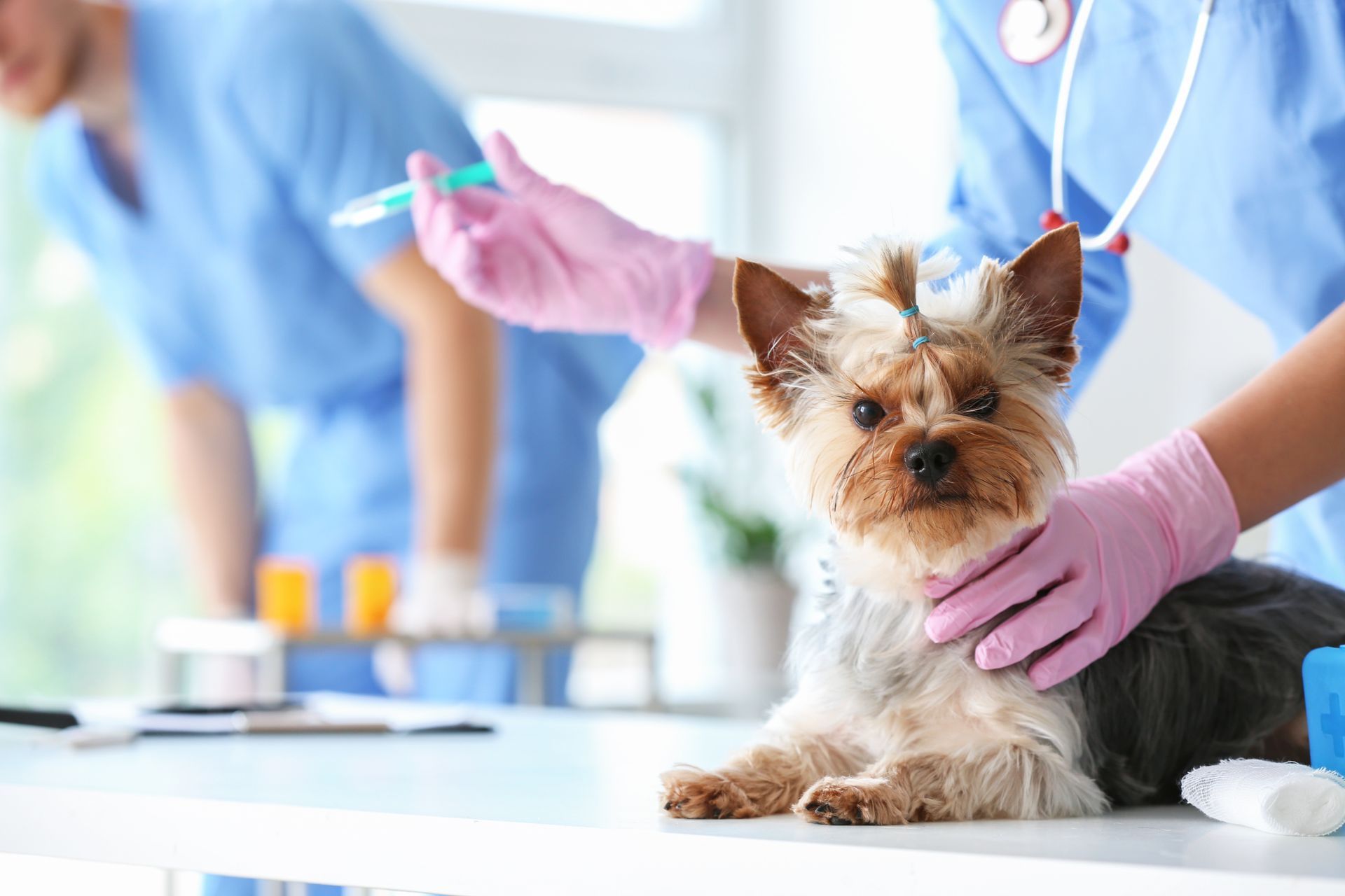 Veterinarian in pink gloves holding a small Yorkshire terrier on an exam table.