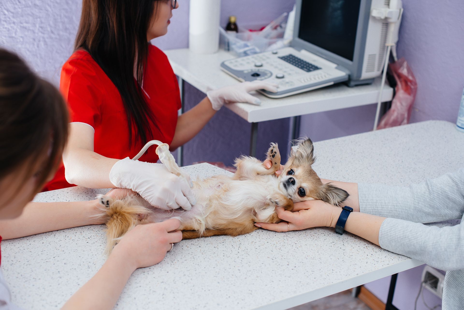 A vet is performing an X-ray on a dog, with an image displayed on a screen at a pet hospital.