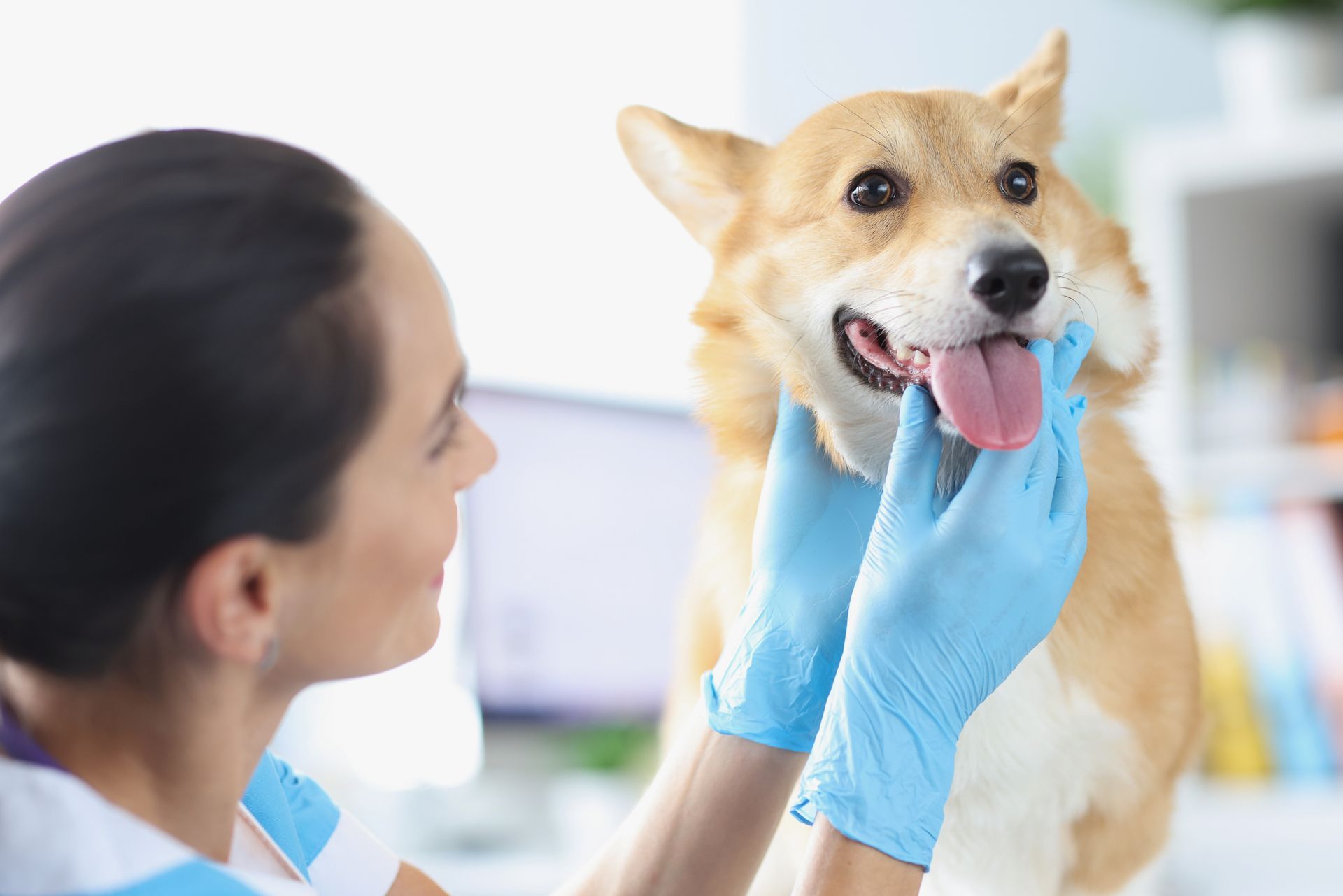 A veterinarian examining a dog’s teeth during an oral health check.