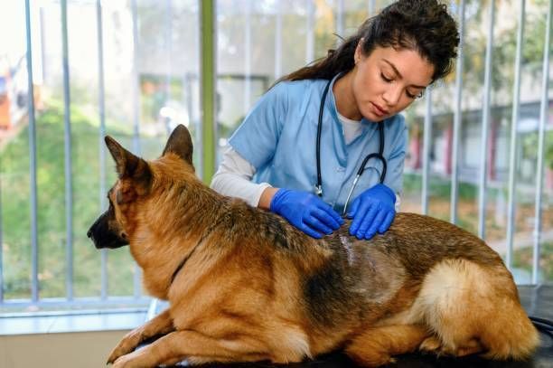 A pet dermatology veterinarian is observing problems of the skin in a dog.