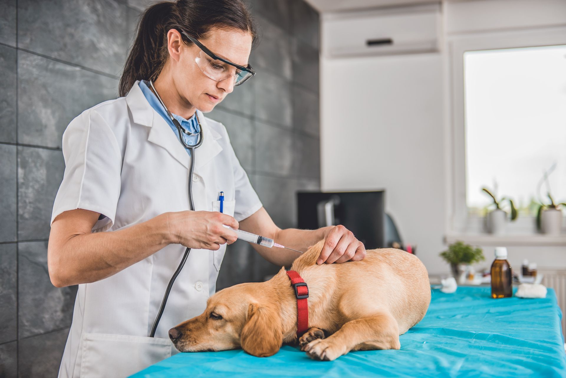 At Baywood Animal Hospital in Jacksonville, FL, a woman in a lab coat assesses a dog, focusing on Pe