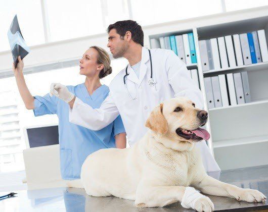 Veterinarian and Nurse Looking at an X-ray— Jacksonville, FL — Baywood Animal Hospital