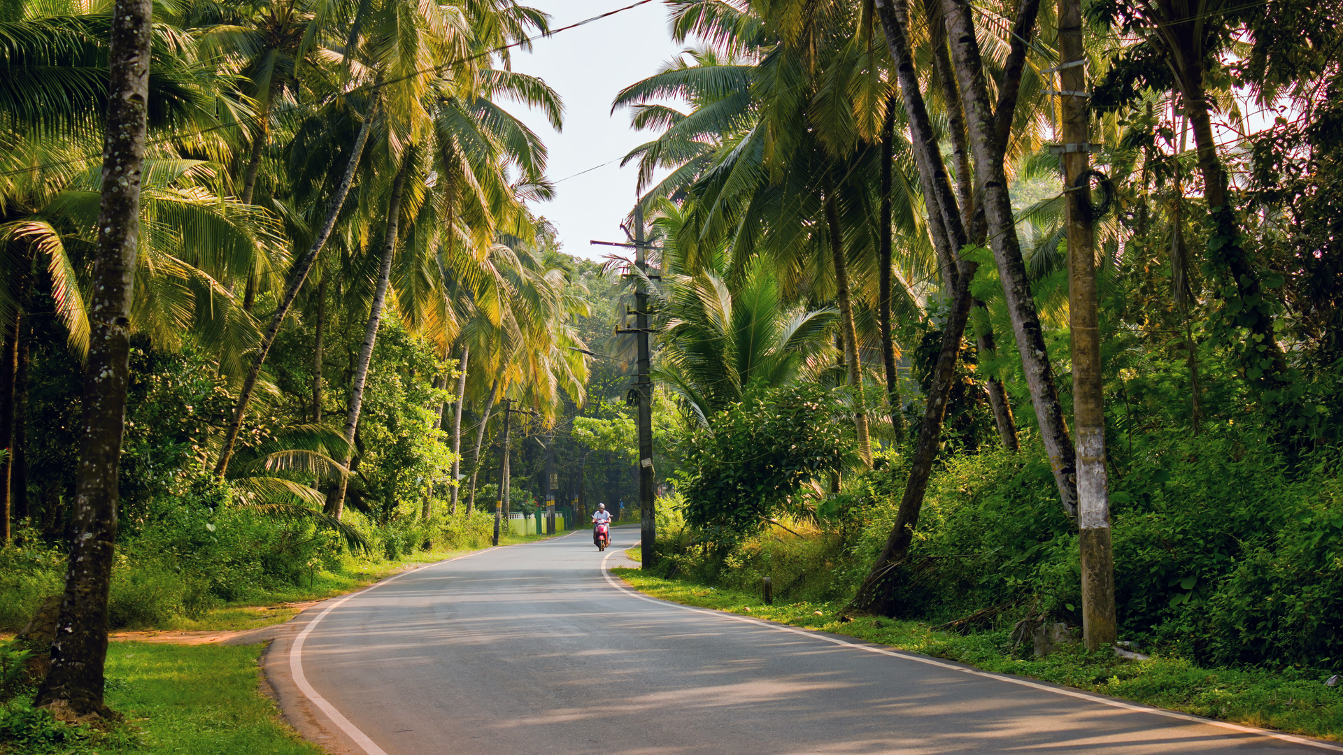 A road with palm trees on both sides of it