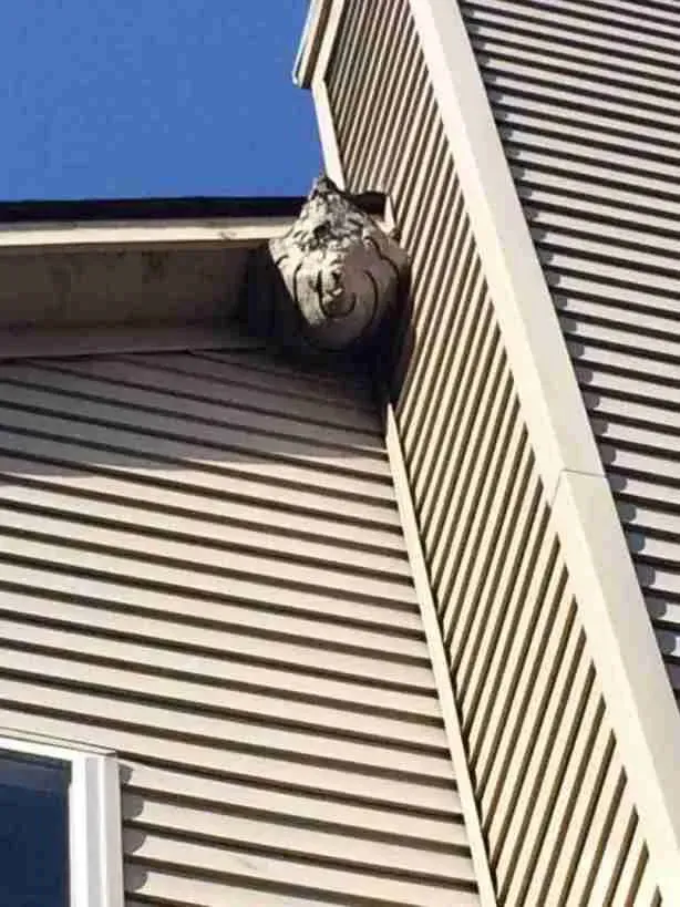 Large wasp nest attached to the corner of a building, near the roof.