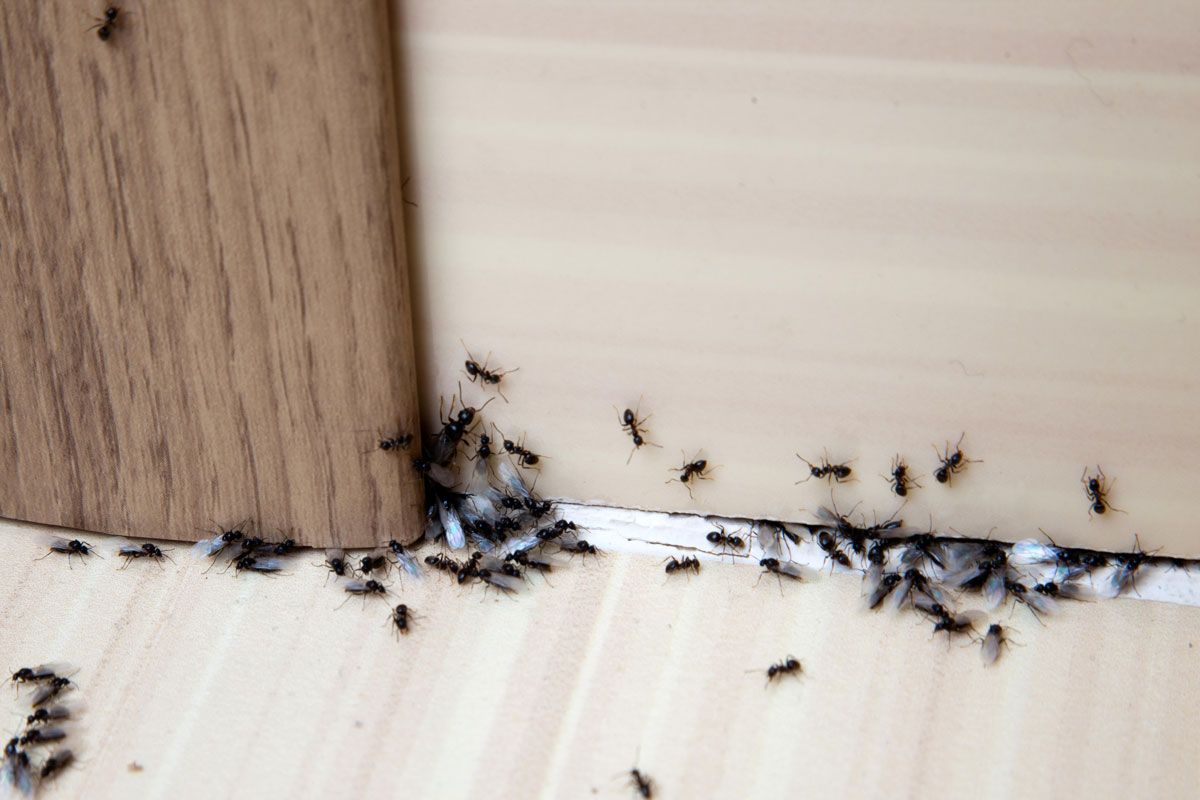 Ants clustered on light-colored flooring near a dark wood structure.