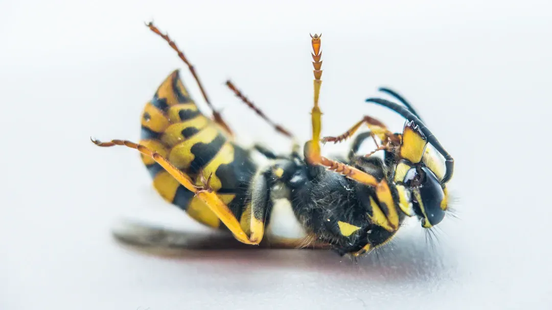 Yellow and black wasp on its back, legs up.