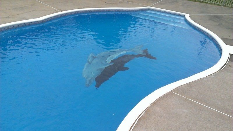 Un dauphin nage dans une piscine