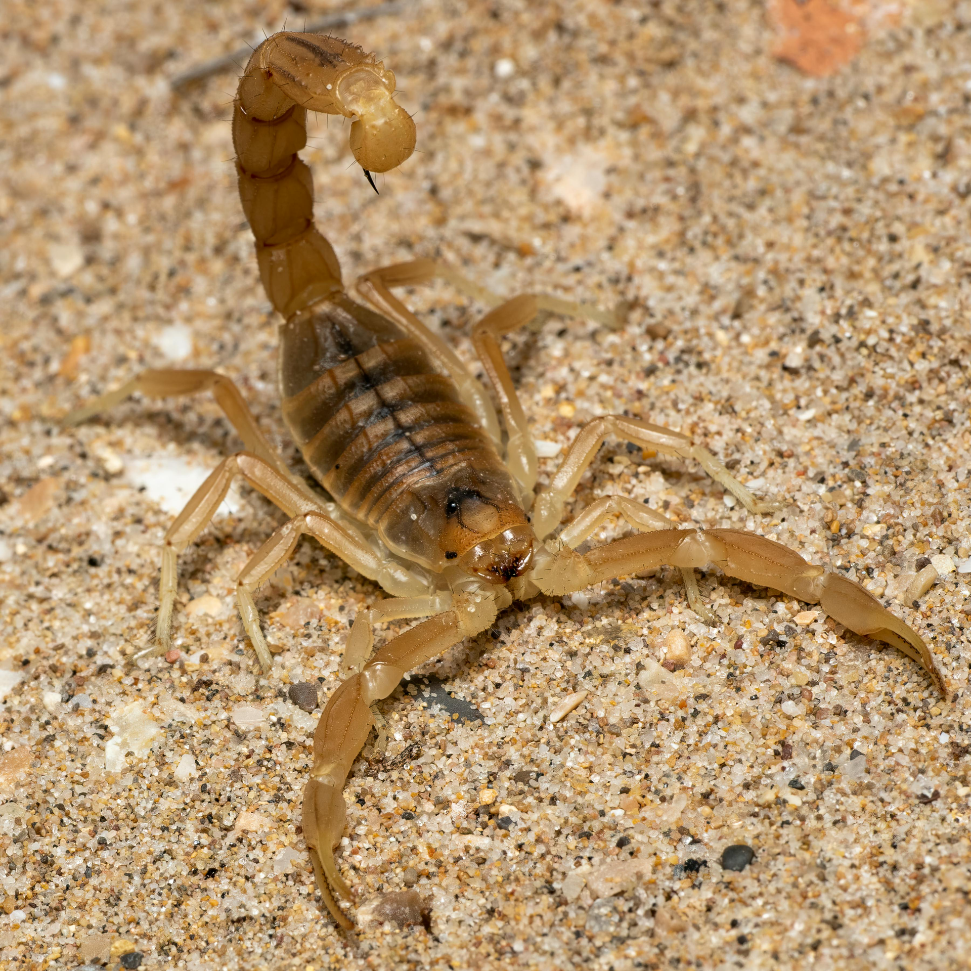 Tan scorpion on sandy ground, tail raised and pincers spread