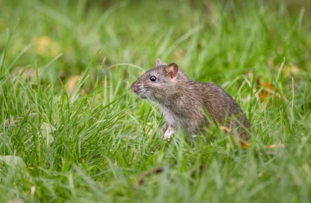Gray squirrel standing in green grass, alert and facing left