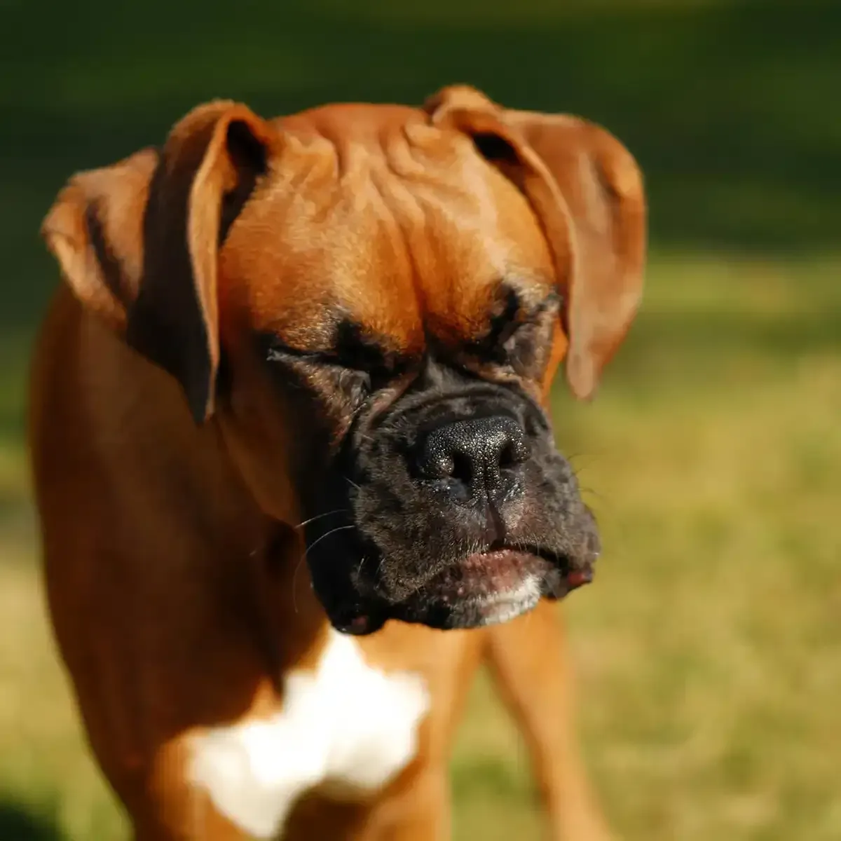 Brown boxer dog with a white chest, eyes closed, in a sunlit grassy setting