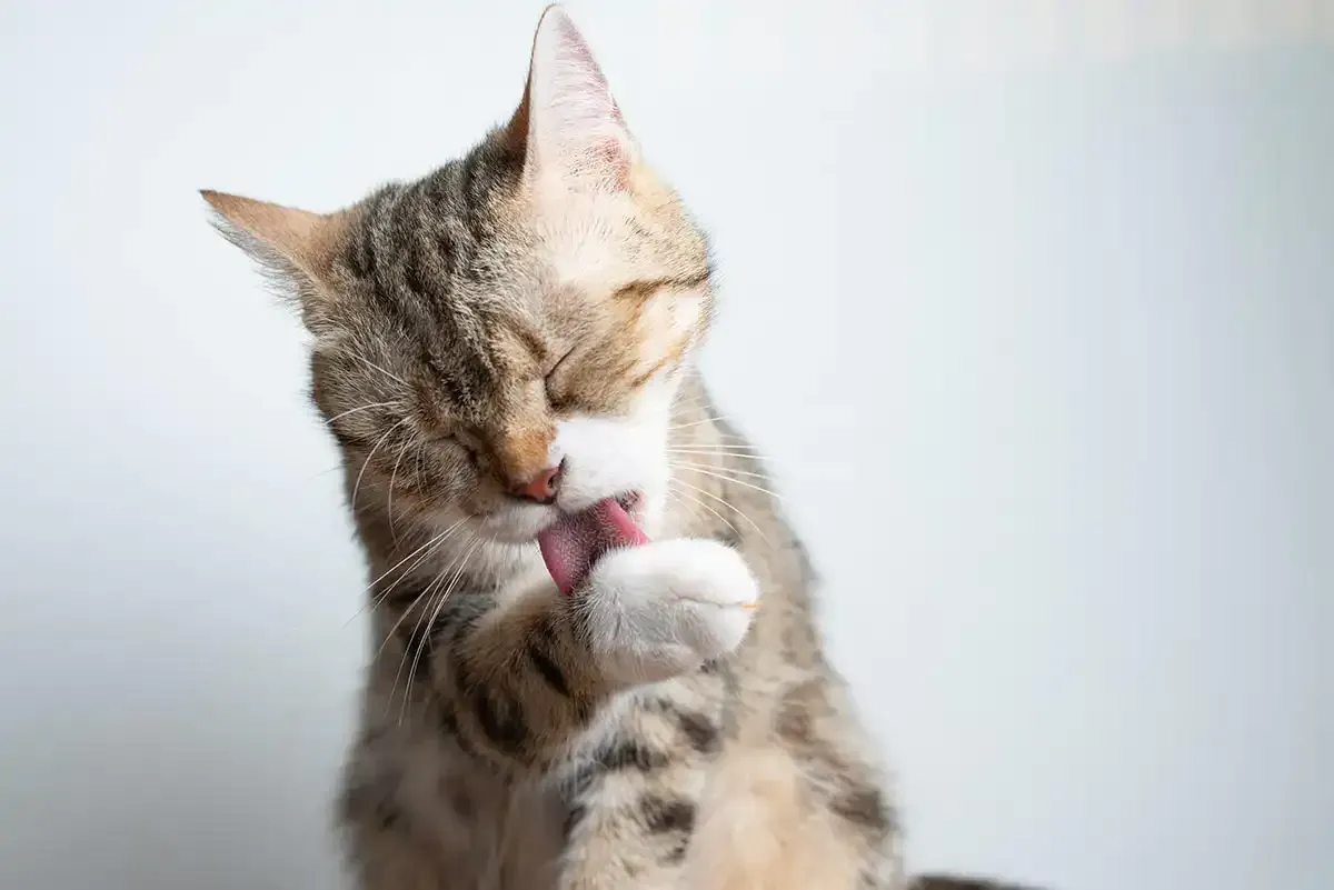 Tabby cat licking its paw against a light background