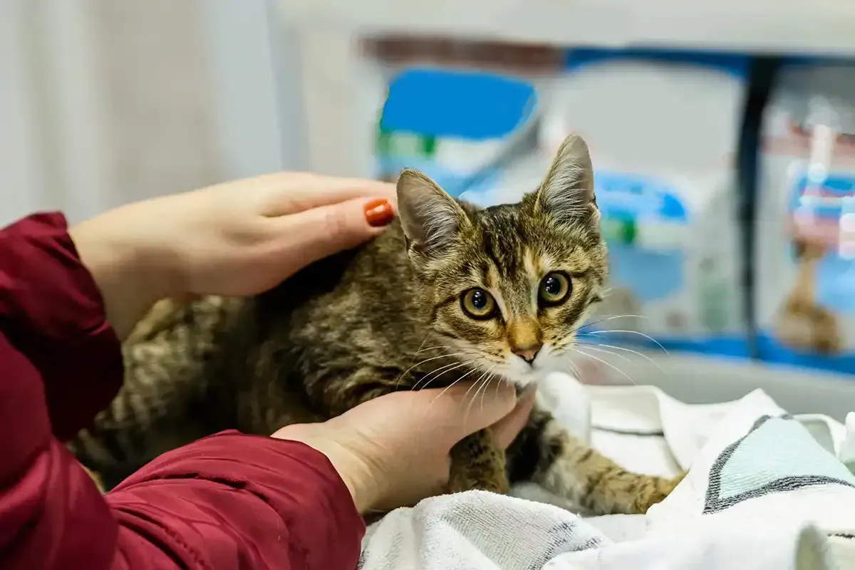 A small tabby cat being gently held on a blanket in a veterinary clinic