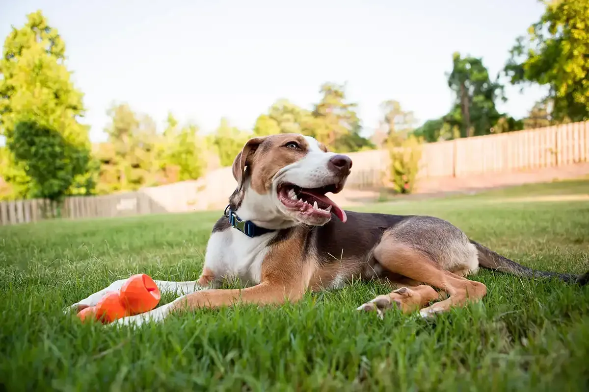 Brown and white dog lying in grass with an orange toy, smiling in a sunny backyard