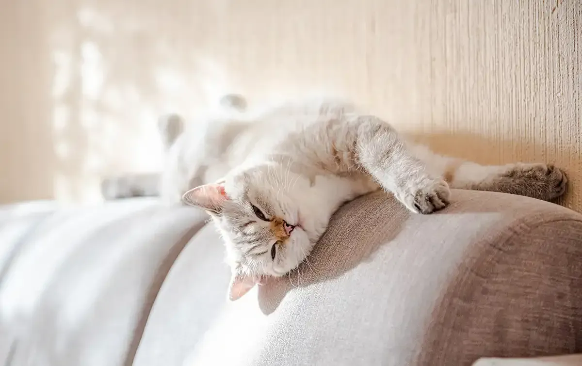 Sleeping white cat curled on a beige couch in a softly lit room