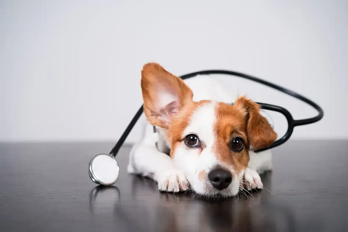 Small brown-and-white puppy lying with a stethoscope on a gray surface