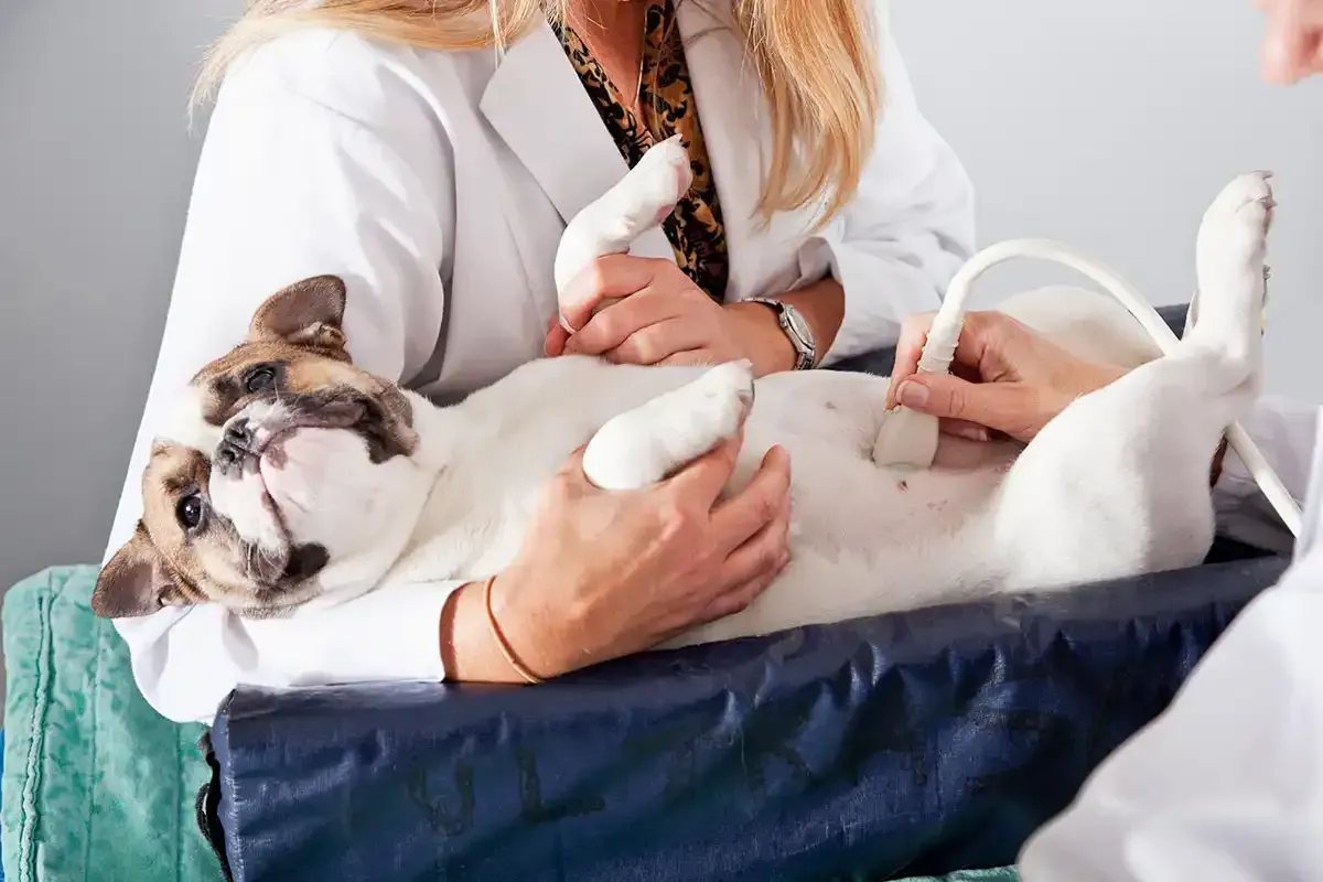 Veterinarian examining a small white-and-brown dog on a blue blanket