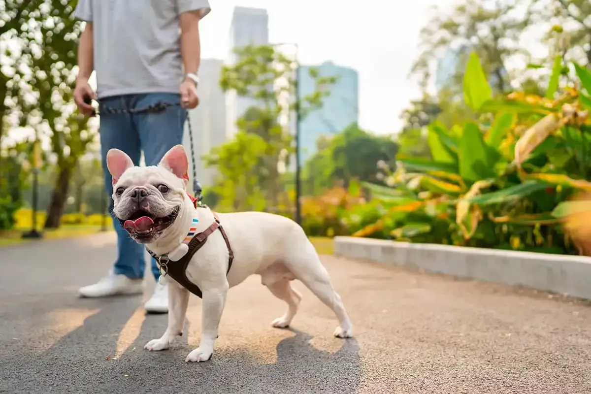 Small white dog on a leash standing on a sunny park path with a person in the background