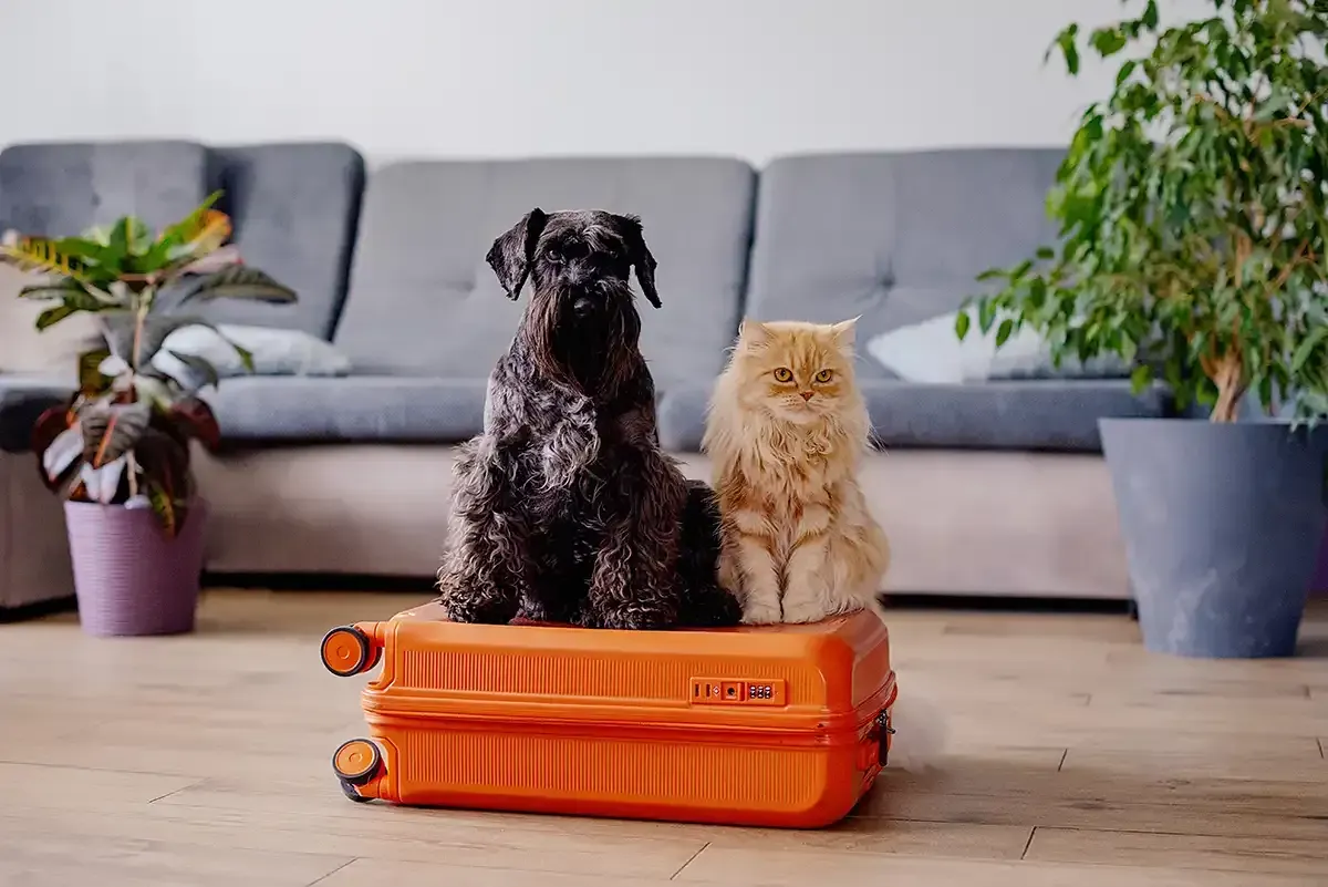 Two dogs sitting on an orange suitcase in a bright living room with a gray sofa and potted plants