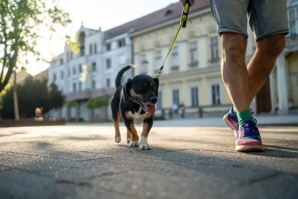 Person walking a black dog on a leash along a sunlit city street