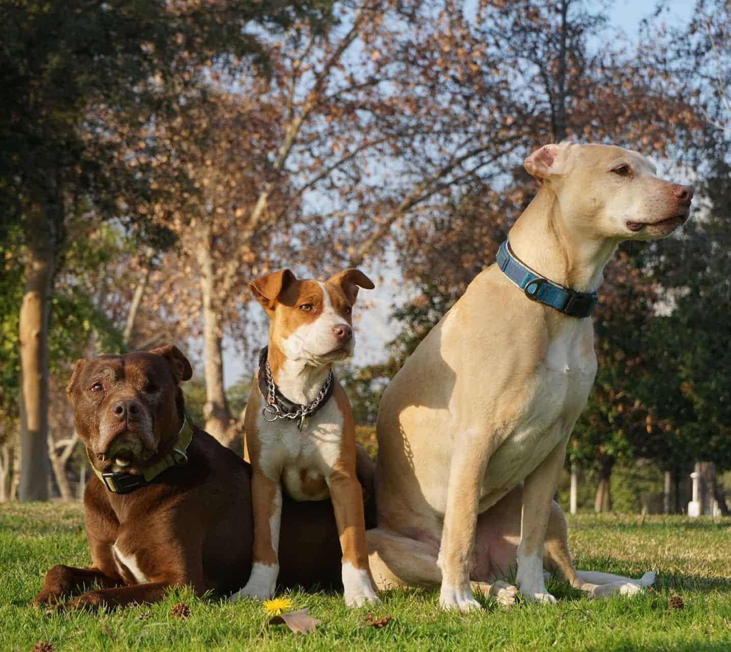 Three dogs at the park