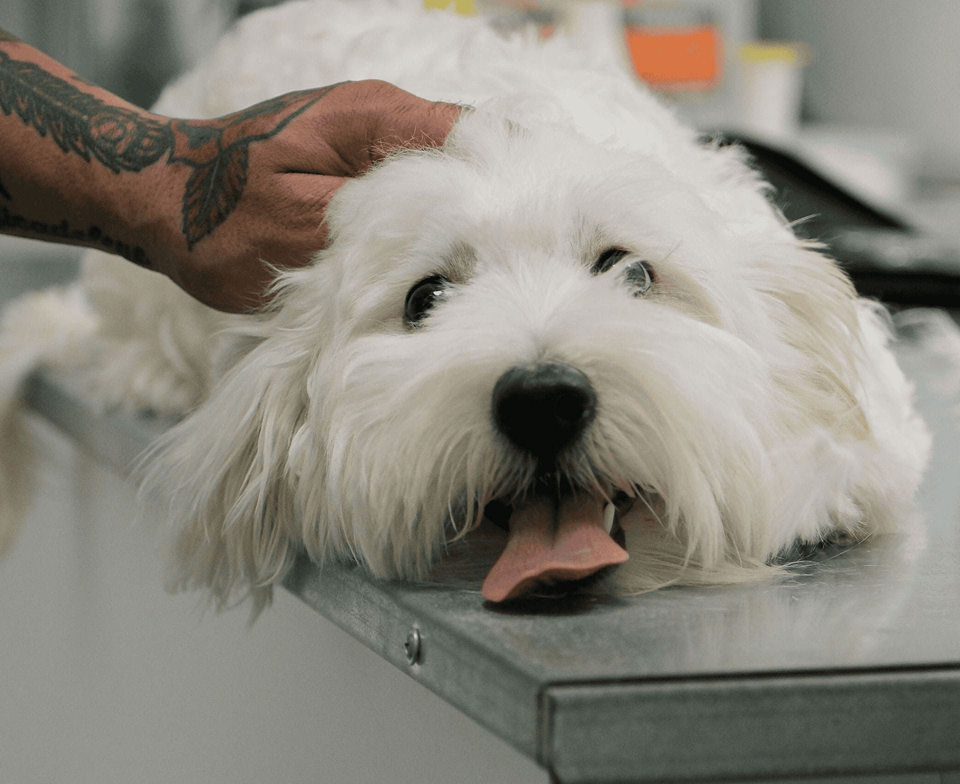 White dog at the vet