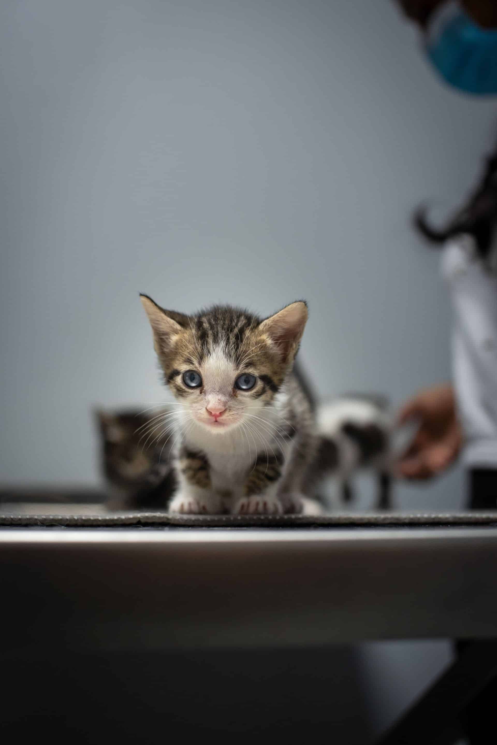 Kitten