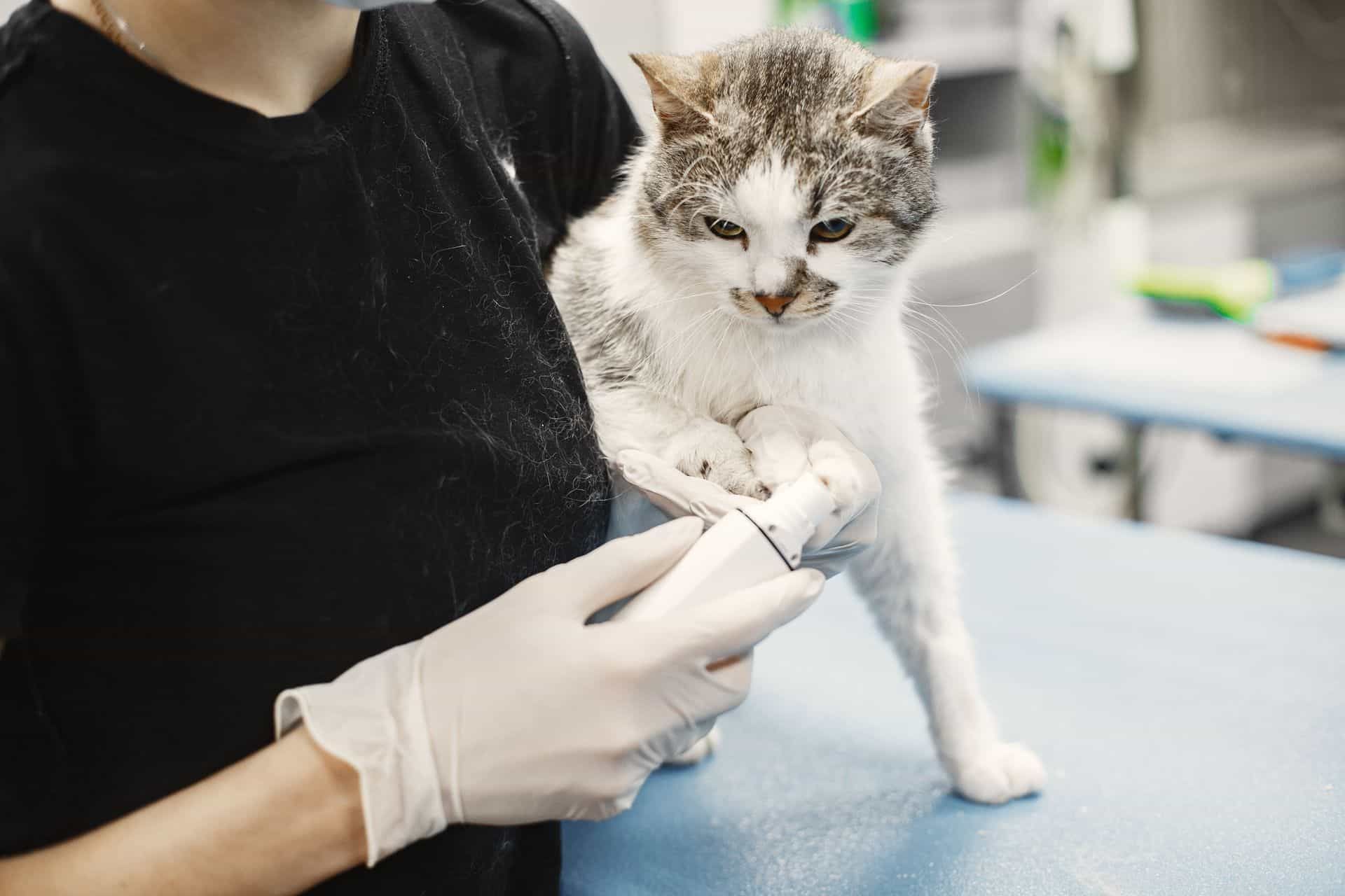 Cat getting nails trimmed