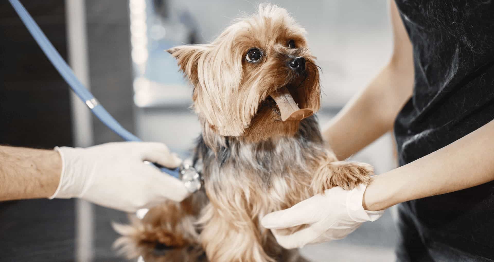 Dog at the vet office