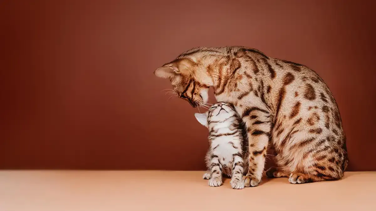 Brown-spotted cat with their kitten