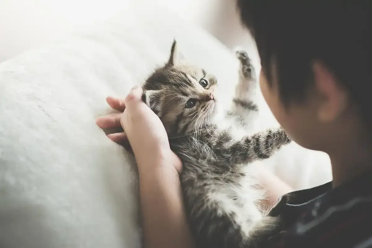 Person gently holding a fluffy kitten facing them on a couch