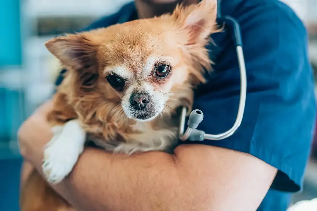 Small tan Chihuahua being held by a person in blue scrubs with a stethoscope