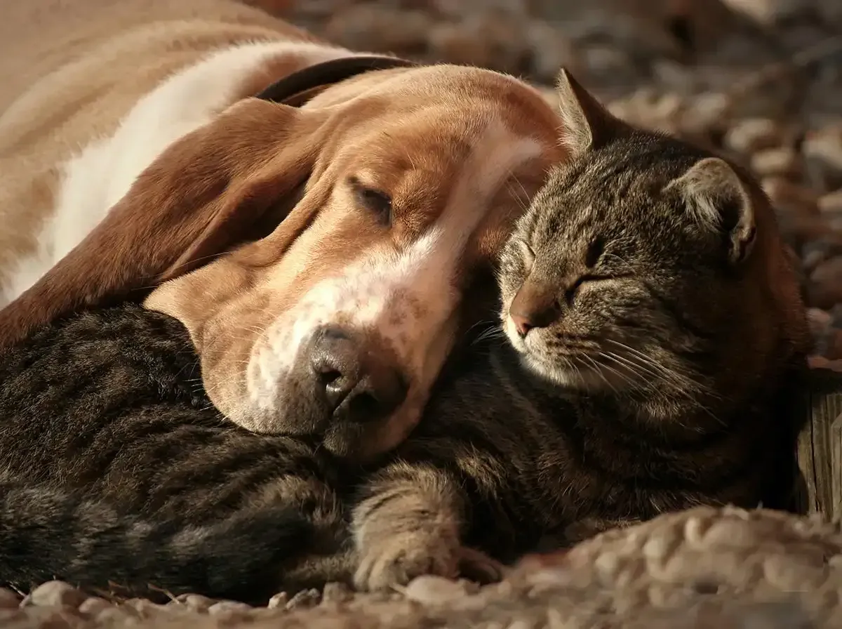 A tan dog and a tabby cat cuddling together on a soft blanket, both resting with eyes closed.