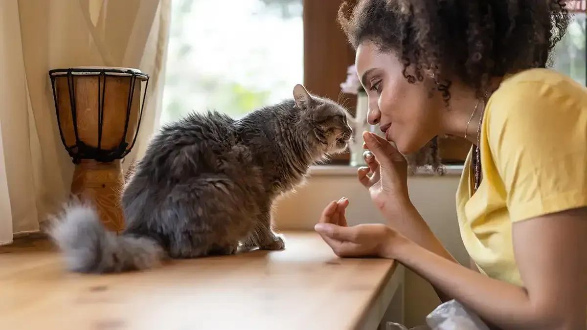 Person feeding a fluffy cat on a wooden table in a bright room