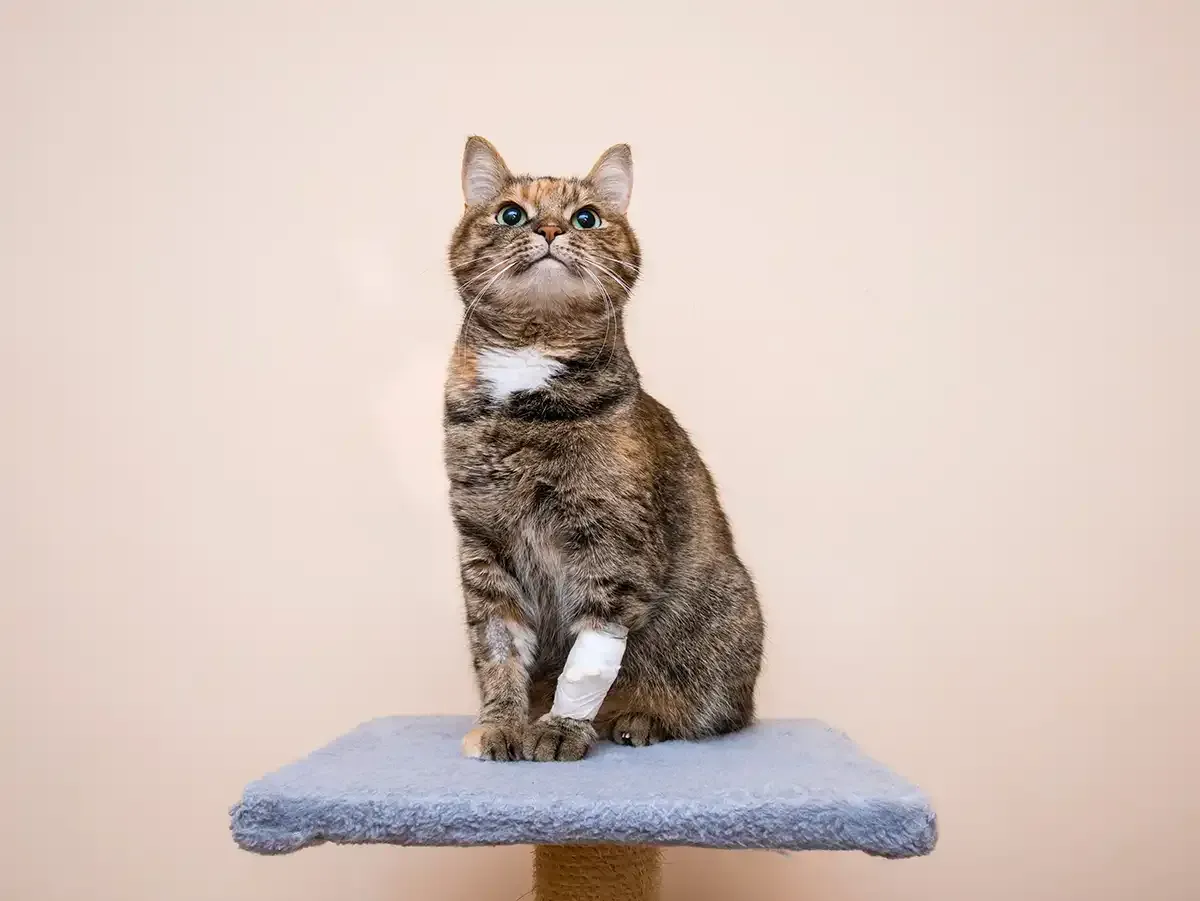 Tabby cat sitting upright on a blue cushion against a plain wall