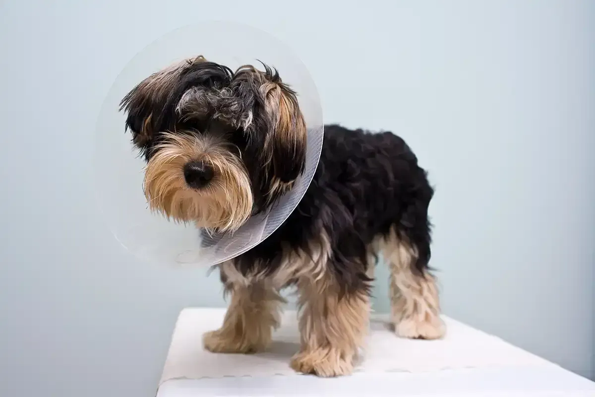 Small black-and-tan dog wearing a cone, standing on a white surface against a light background
