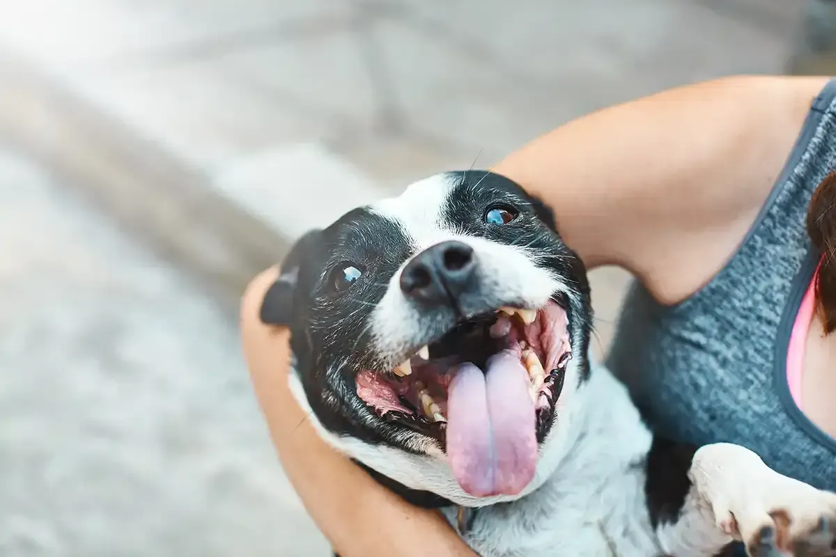 Black-and-white dog being held, panting with tongue out and mouth open, with a blurred background