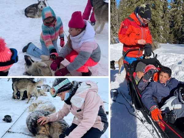 colonie hiver activité chiens de traineaux