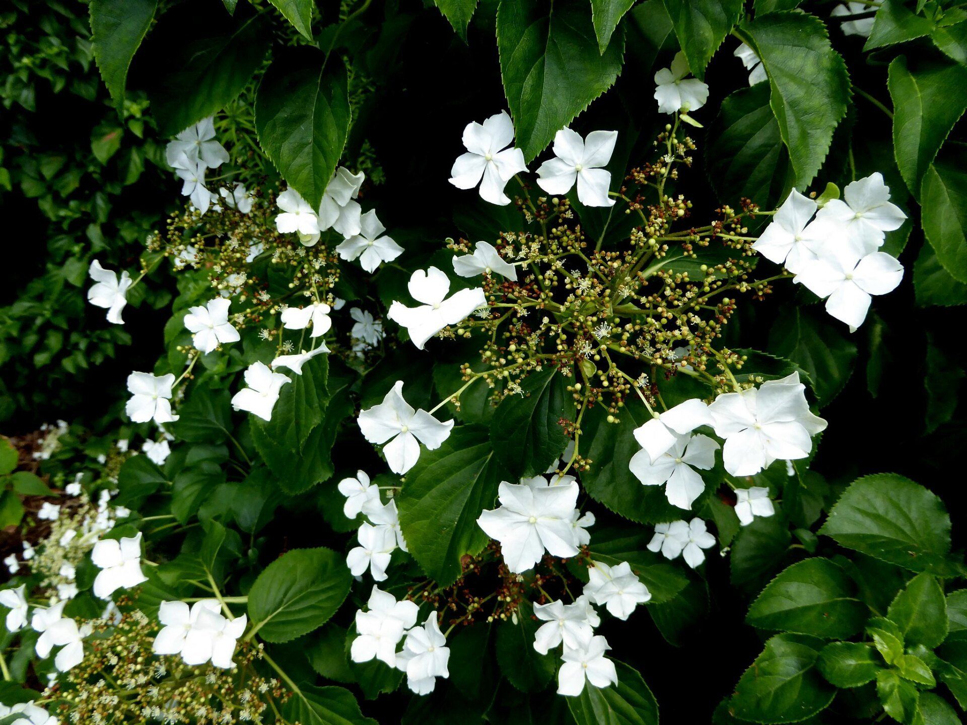 Attribution: https://www.flickr.com/photos/lindadevolder/35295270492