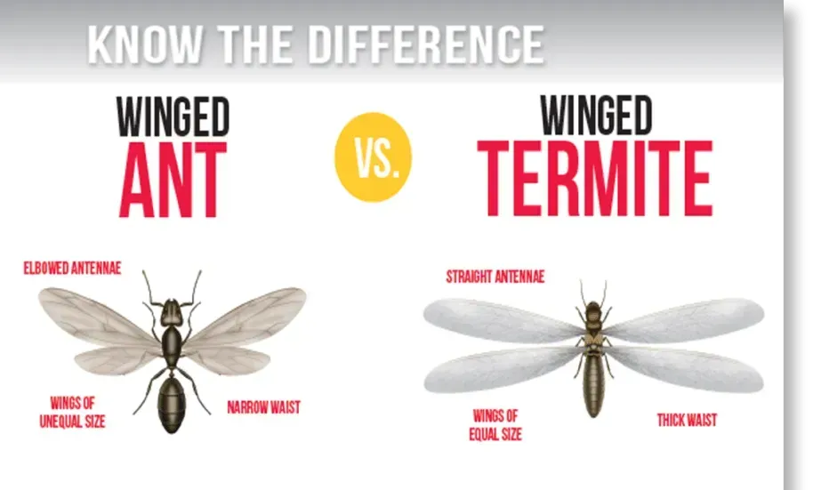 Termite Control — Columbus, MS — Bugs-B-Gone Termite Control — Columbus, MS — Bugs-B-Gone