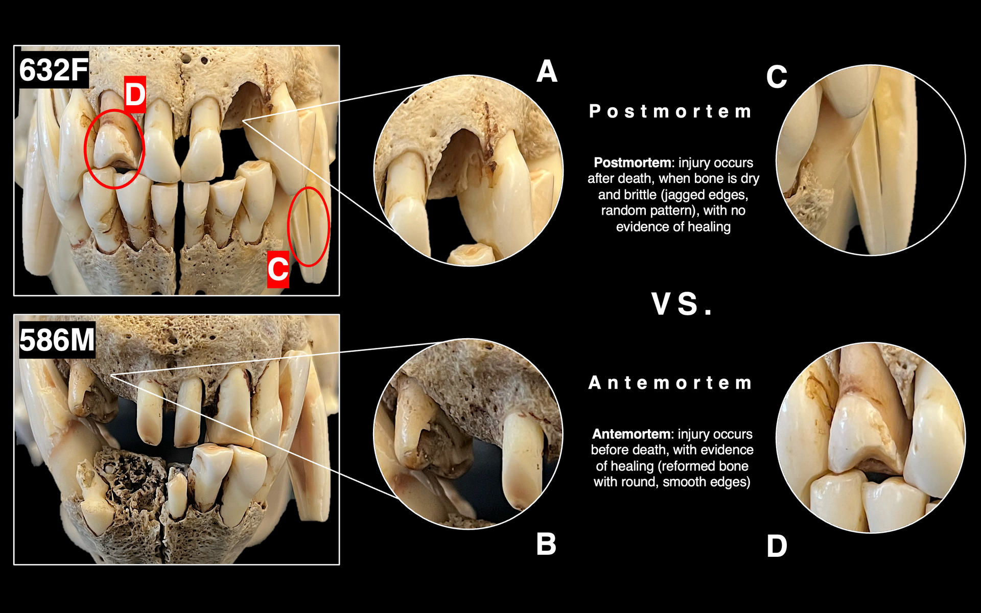 The Dynamics of Wolf Dentition (Part 2) How to use manual
