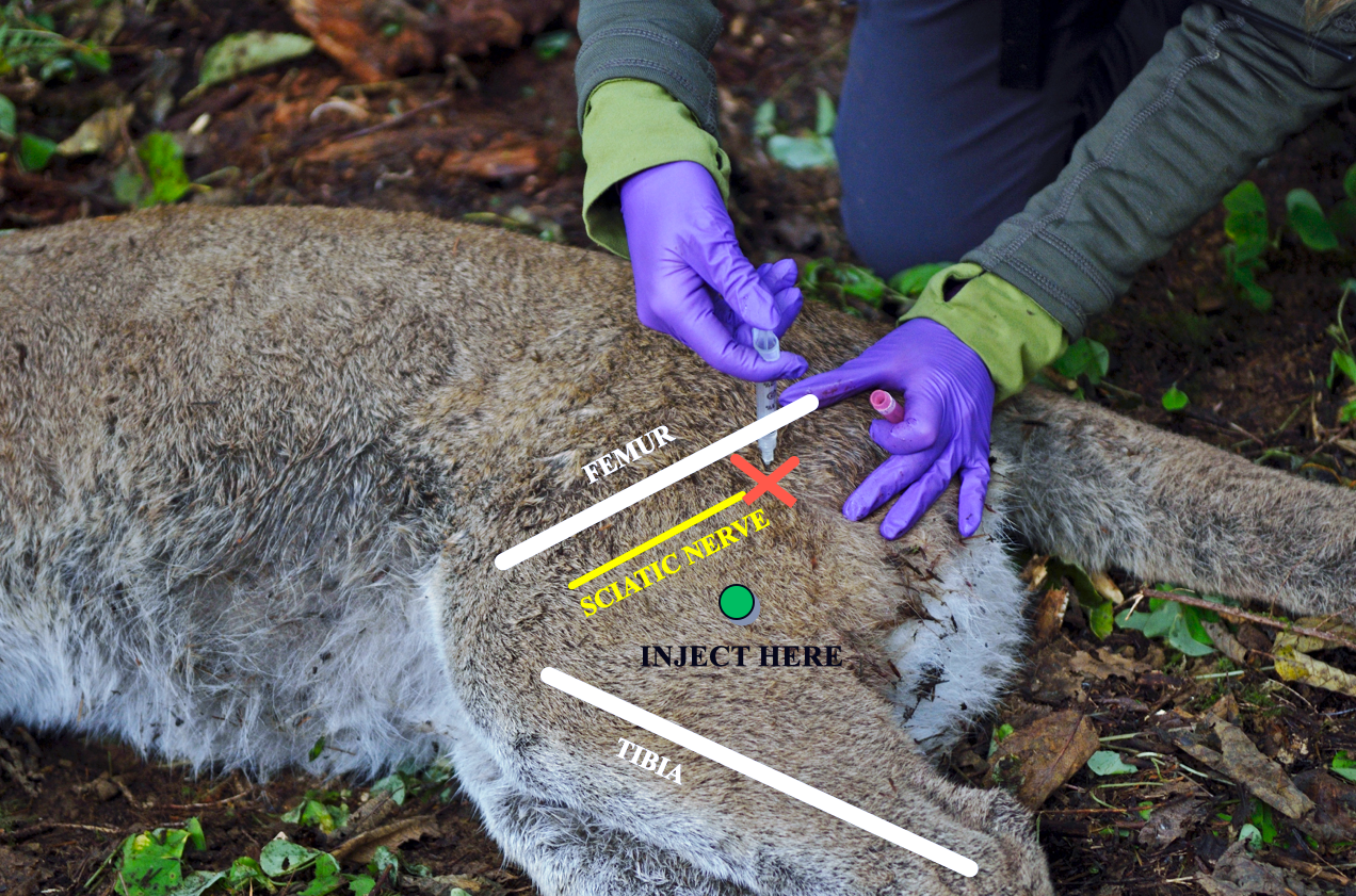 The Foundations Course Reviewed by Journal of Wildlife Diseases