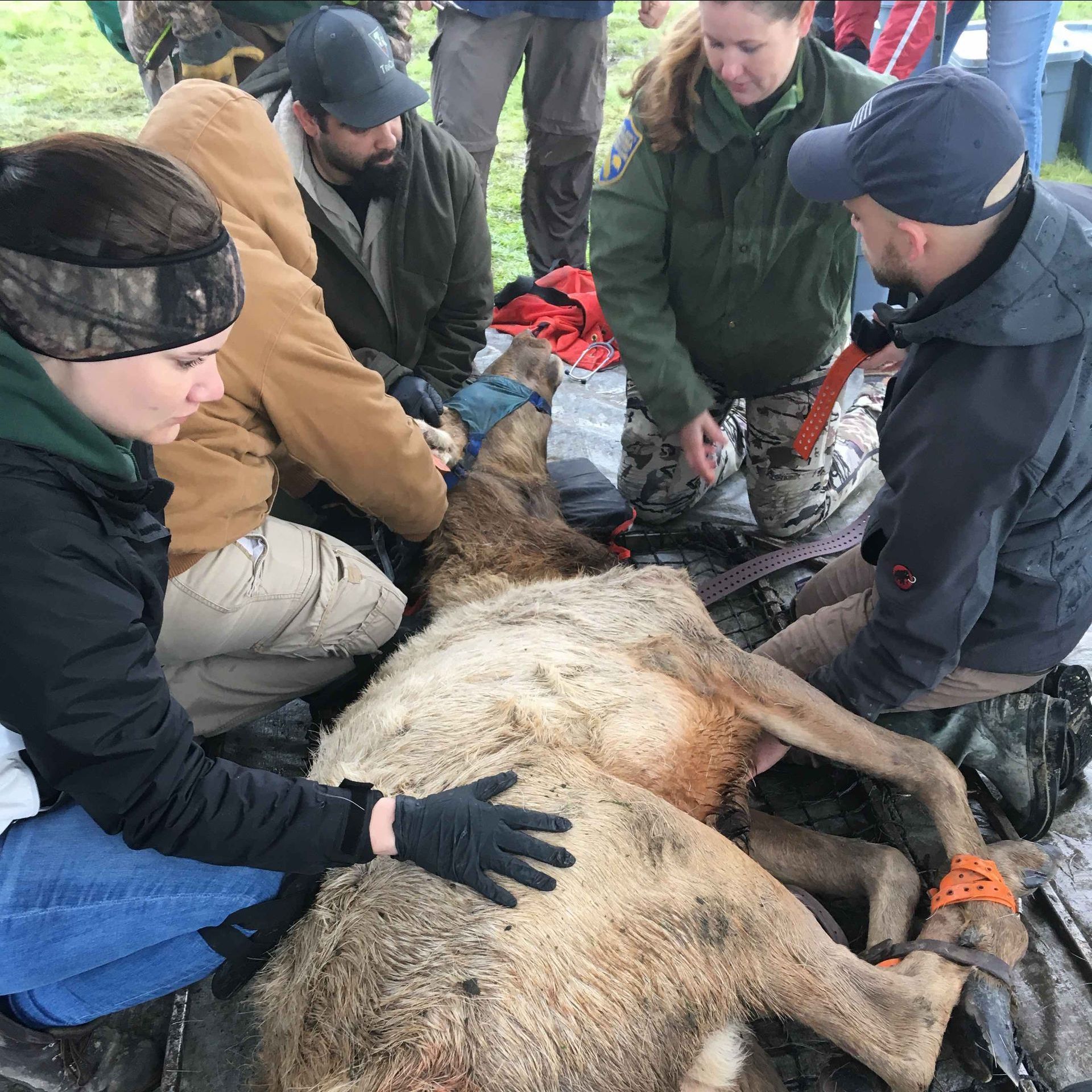 Group Elk Capture.