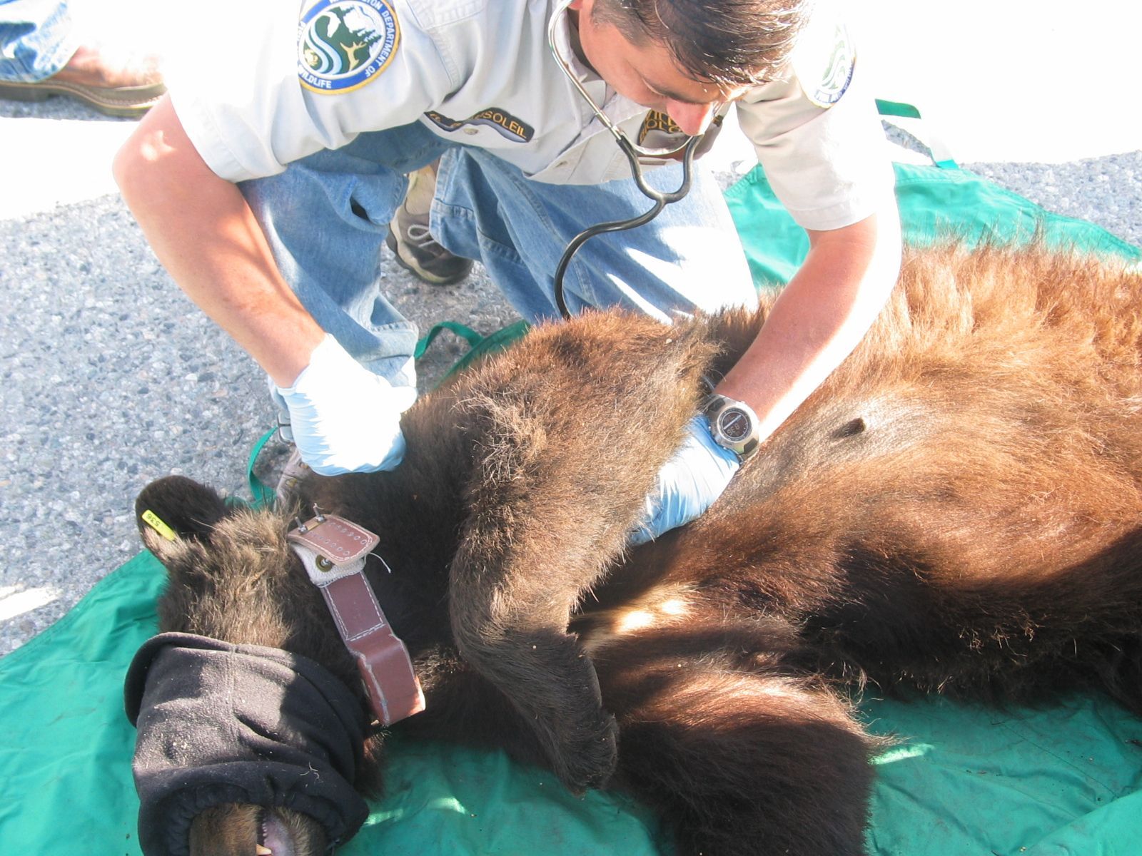 TPR Check on Bear.