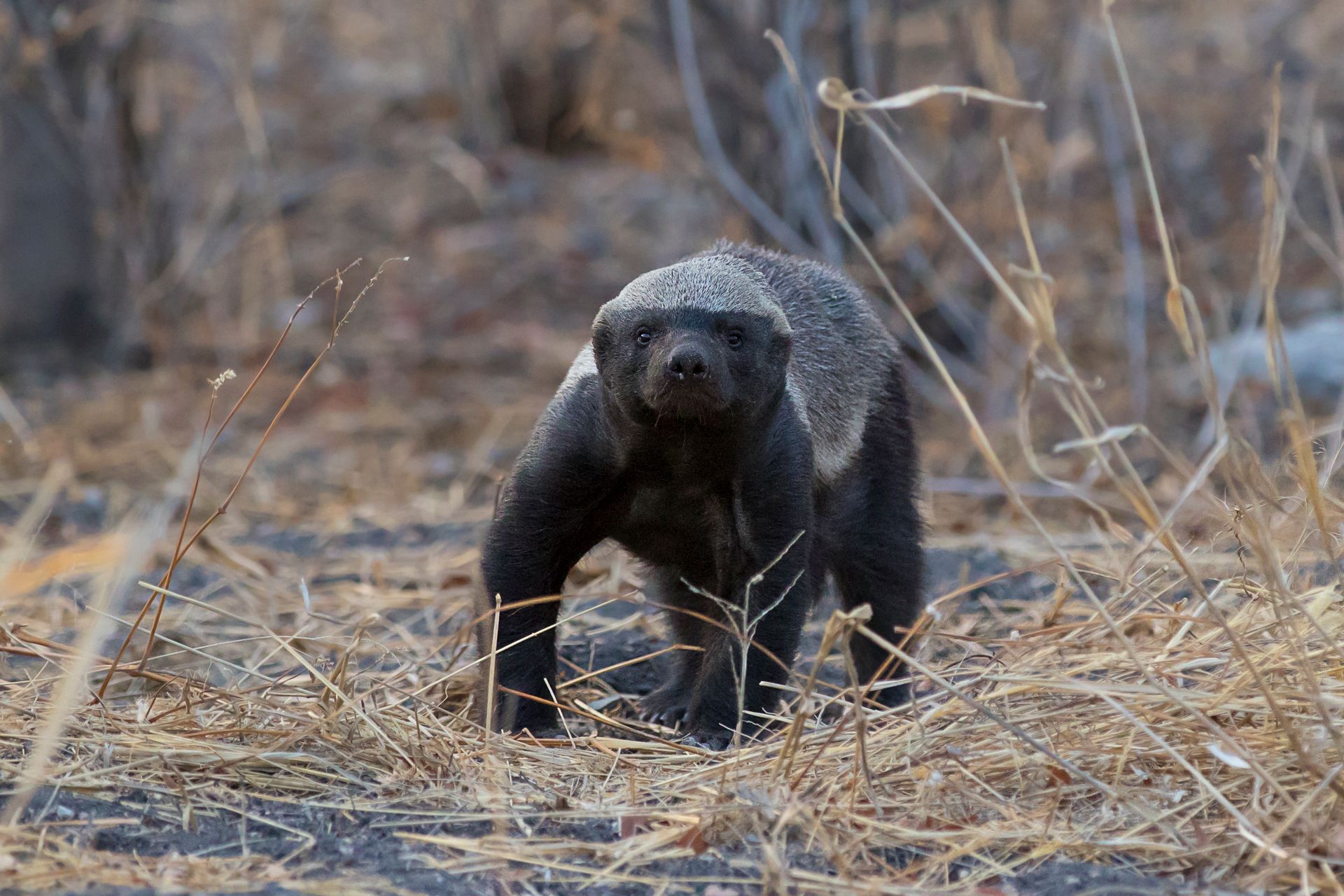 Honey Badger Ethics Letter