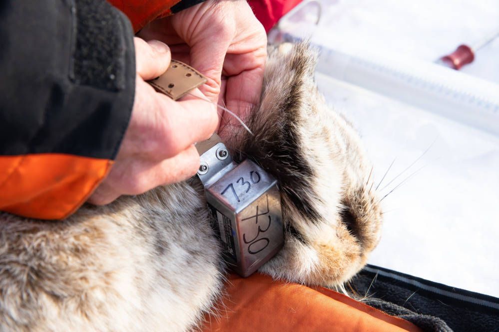 Radio collering alaska lynx.
