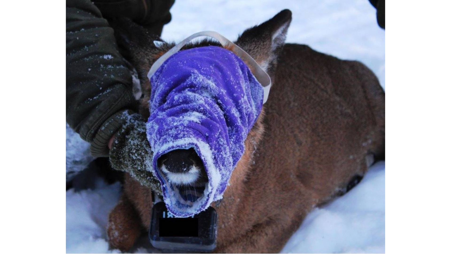 Head cover for deer chemically immobilized.