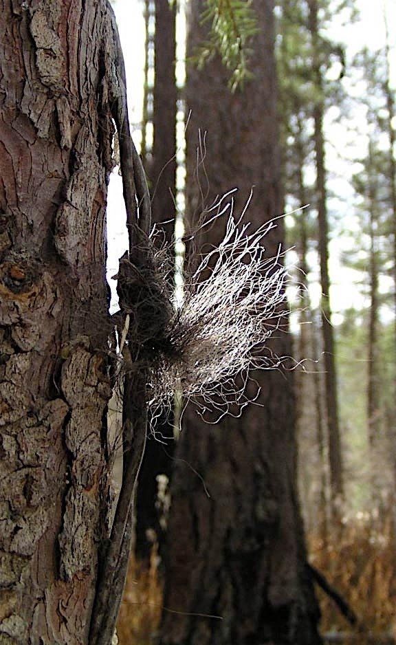 Hair Snag Sampler
